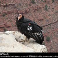 California Condor
