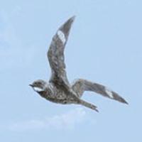 Commonn Nighthawk