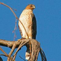 Cooper's Hawk