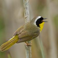 Singing bird