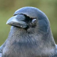 American Crow calling