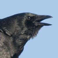 American Crow
