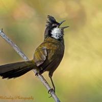 Eastern Whipbird calling