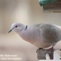 Eurasian Collared-Dove
