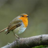 European Robin perched on a branch