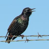 European Starling on a common perch