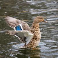 Female Mallard Duck