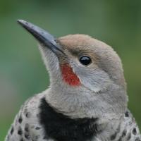 Northern Flicker