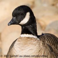 Cackling Goose