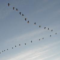 Flock of geese flying in v-formation