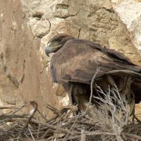 Golden Eagle at nest