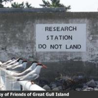 Great Gull Island