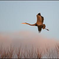 Great Blue Heron in rosy light
