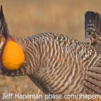 Greater Prarie-Chicken
