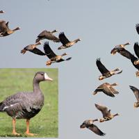 Greater White-fronted Geese