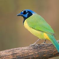 Green Jay in left profile, showing green back and tail, yellow body and blue and black head and beak