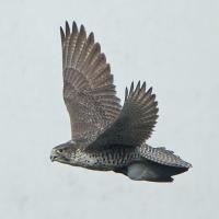 Gyrfalcon in flight