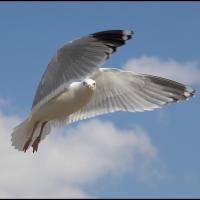 Herring Gull hovering