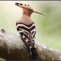 Hoopoe perched on branch