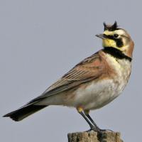 Horned Lark
