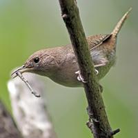 House Wren with nest material