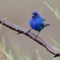 Indigo Bunting showing its vivid blue plumage, pale wide beak and dark legs as it stands on a wet branch.
