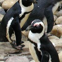 African Penguins