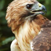 Red-Tailed Hawk