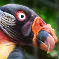 King Vulture