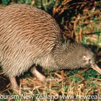Brown Kiwi