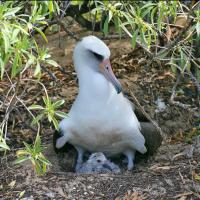 Laysan Albatross and chick