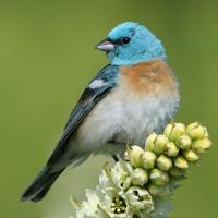 Lazuli Bunting