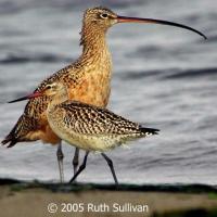A Pair of Long-billed Curlew