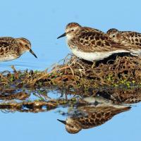 Least Sandpipers on wetland habitat