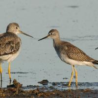 Greater and Lesser Yellowlegs