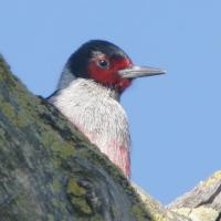 Improving the Lives of Birds