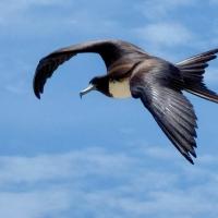 Magnificent Frigatebird in flight