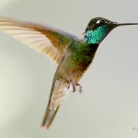 Magnificent Hummingbird