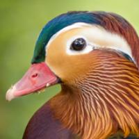 Mandarin Duck