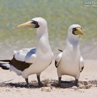 Masked Booby pair