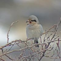 A Northern Shrike perched on a branch, with its sharp beak open and diffused light on its grey and buff colored feathers