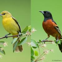 Orchard Orioles, female (L) and male (R)