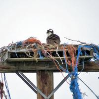 Osprey nest on power pole