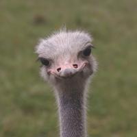 Close up of Ostrich looking into the camera