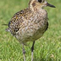 Pacific Golden-Plover