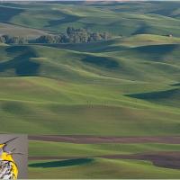 Palouse country hills in Washington, home to Western Meadowlark