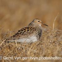 Pectoral Sandpiper