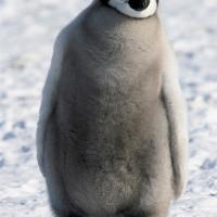 A penguin walking across snowy ground toward the viewer