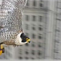 Perregrine, at home in the city
