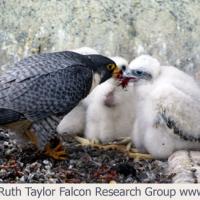 Male Peregrine falcon feeding chicks